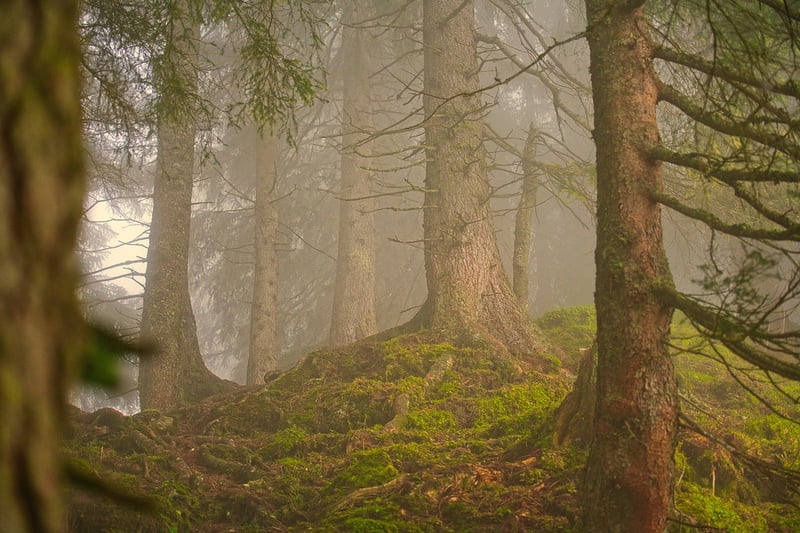 Forest-Inspired Culinary Delights