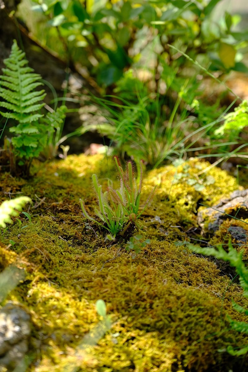 Mossy Terrarium